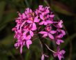 Orchids