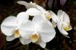 Orchids