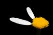 Flower of chamomile.