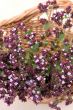 Origan (Origanum vulgare)
