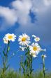 Oxeye Daisy Flowers