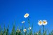 Ox-eye Daisy Flowers