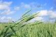 Green Wheat