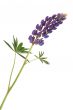 Lupine Flower On White