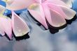 Rose Petals On Water