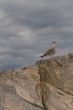 Polar partridge