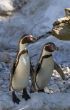 penguins