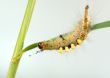 Caterpillar.