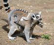 Lemurs