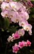 Orchids