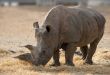 Rhinoceros