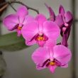 Orchids