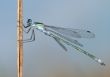 Dragonfly close 