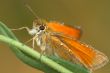 Butterfly Large Skipper (Ochlodes sylvanus).