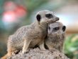 Suricata