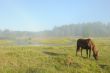 Horse at a sunrise
