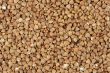 Buckwheat