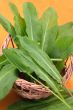 Sorrel in the basket