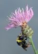 Bumblebee on flower.