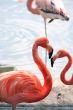 Flamingos On Beach