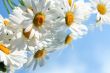 Ox-Eye Daisy Flowers