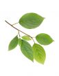 Green Leaves