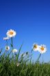 Ox-eye Daisy Flowers