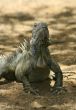 Iguana 