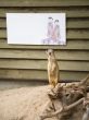 SuriÑat (Suricata suricatta)