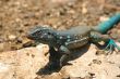 Iguana 