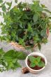 Mint (Mentha).