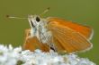 Butterfly Large Skipper (Ochlodes sylvanus).