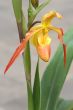 Tropical flowers