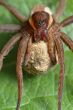 Spider with a cocoon.