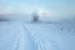 Frosty winter morning