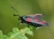 The butterfly Zygaena filipendulae