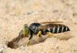 Wasp Bembex rostratus