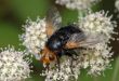 Large black fly on a flower