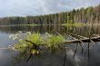 Lake in the forest