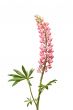 Pink Lupine Flower On White