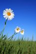 Ox-eye Daisy Flowers