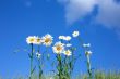 Oxeye Daisy Flowers