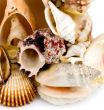 seashell