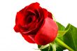 red roses