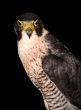 bird eaglet