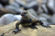 Iguana