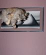 flying cat