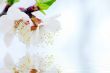 Cherry flowers background 