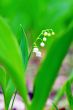 Lilly of the valley. DOF
