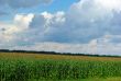 corn field over cloudy blue sky 